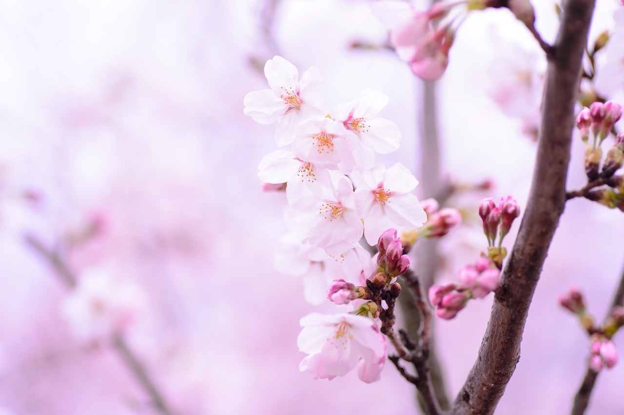 桜の画像