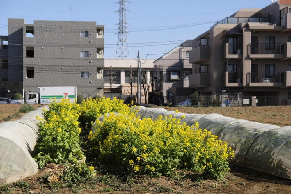 生産緑地